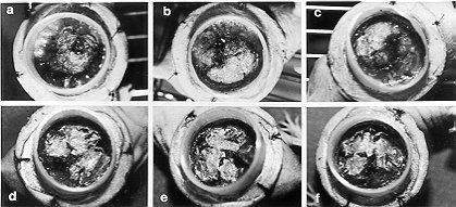 Fig. 1 - Photographs of the hairless mice grafted with homogeneous or heterologous epidermal substitutes. Macroscopic aspect of the grafts 14 days (a, b, c) and 30 days (d, e, f) post-grafting. Three groups of mice were analysed: (a, d) refer to homogeneous implants, (b, e) refer to 50%50% heterologous implants, (c, f) refer to 25%-75% heterologous implants. Magnification, X 200 