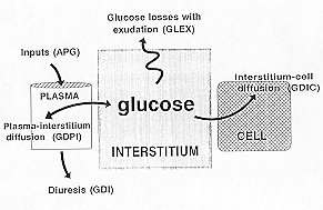 Fig. I - Simplified diagram of the variables and their relations considered in the analysis of extfacellular glucose exchanges after burn injury.