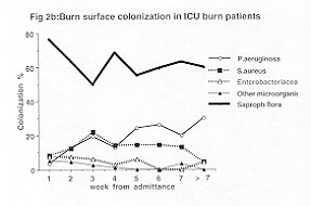 Fig. 2b - Bum surface colonization in ICU bum patients