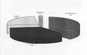 Fig. 3 - Gram-negative isolates from septicaemic patients.