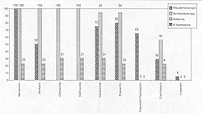 Fig. 4 - Percentage of resistance to different antibiotics in gram-negative isolates.