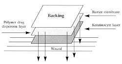 Fig. 3 - Mechanism of drug migration from a poylmeric dispersion, containing antibiotics, through a modular dressing membrane combined with cultured keratinocytes.