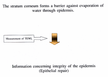 Fig. 5 - TEWL is an important non-invasive method for assessing the efficiency of the skin as a protective barrier.