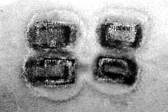 Fig. 3 - The appearance of interspaces in the delay flap 24 h postbum. Note the progressive necrosis between the rows.