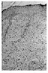 Fig. 9 - Microscopic tissue morphology of wound biopsy from a control animal on day 13. A thin epithelial layer containing a few rows of epithelial cells can be observed.