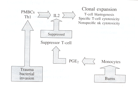 Fig. 2Clonal expansion.
