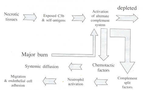 Fig. 3Activation of complement.