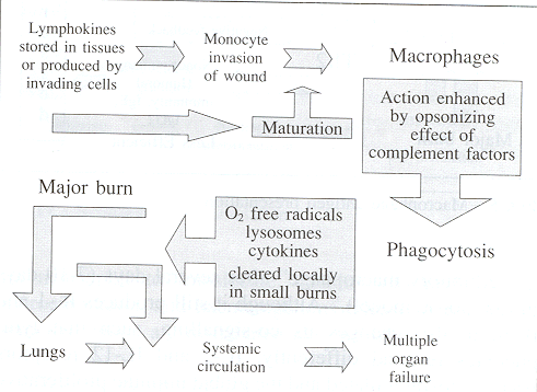Fig. 4Lymphokine action.