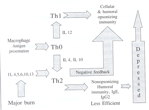Fig. 5Macrophage antigen presentation.