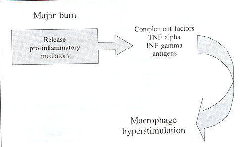 Fig. 6Release of pro-inflammatory mediators.