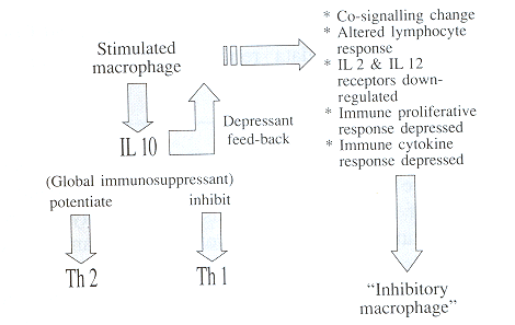 Fig. 7Macrophage stimulation.