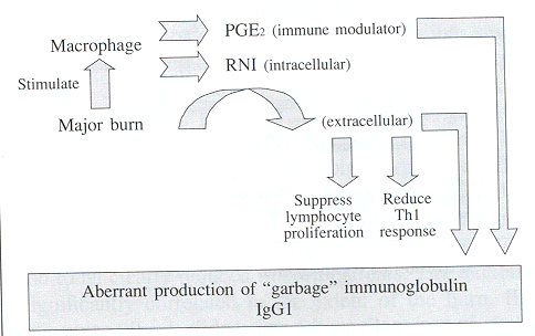 Fig. 8Aberrant production of 'garbage' immunoglobulin.