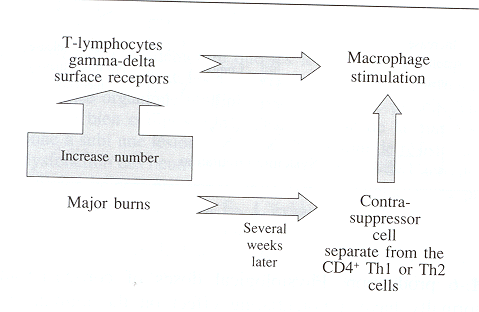Fig. 9T-lymphocytes.