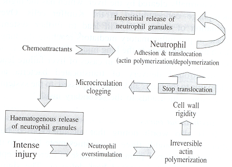 Fig. 11Neutrophil overstimulation.