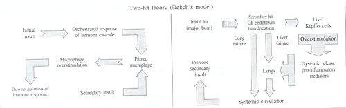 Fig. 12a,bTwo-hit theory (Deitch's model).