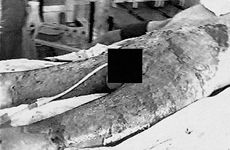 Fig. 3Contaminated IIIB degree burn wounds