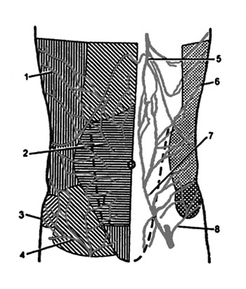 Fig. 1Blood supply of an abdominal wall.