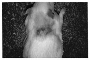 Fig. 3Burned rat treated with NaCl after 7 days. 