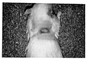 Fig. 4Burned rat treated with Diphoterine® after 7 days.