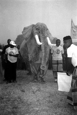 Fig. 3Two young men in masquerade attire performing as an elephant. The difficulty of removing this kind of costume should be appreciated