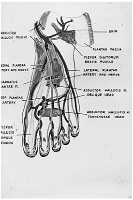 Fig. 5Scheme of vessel anatomy of the foot.