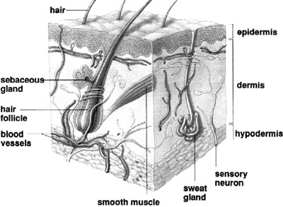 Fig. 1Structure of human skin.