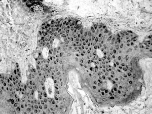 Fig. 13