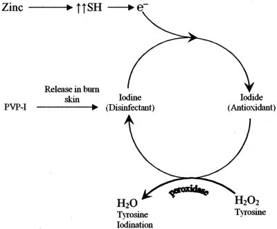 Fig. 5Proposed mechanism demonstrates the conversion of iodine to iodide and the antioxidant effect of iodide when used topically as PVP-I on burn skin in combination with oral zinc supplementation.