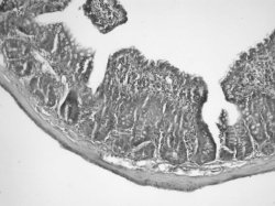 Fig. 1Ileal mucosal structure 24 h after 30% TBSA burn injury. Fragmentation, degeneration, and atrophy of the mucosal villi are apparent when compared to Fig. 2.