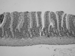 Fig. 2Normal ileal mucosal structure.