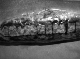Fig. 2After debridement with different power settings from 1 to 10 (right to left) in each square.