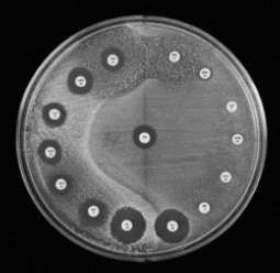 Fig. 5Sensitivity of staphylococci to antibiotics, bee honey and antibiotics mixed with honey: comparative study.