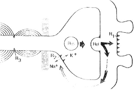 Fig. 1Fonction neuromusculaire et sites d’action de l’acétylcholine. L’acétylcholine est sécrétée à partir du stock immédiatement disponible (Rel) dans la fente synaptique et réagit essentiellement avec le récepteur postsynaptique R1. Une réaction avec un récepteur présynaptique R2 et une action plus haute sur l’axone au niveau d’un nœud de Ranvier R3 est envisageable. L’activation du récepteur R2 par 1’acétylcholine entraîne une stimulation de la sécrétion avec mobilisation de 1’acétylcholine des zones de réserves (Res) vers les zones immédiatement disponibles. D’après Bowman W.C.: « Pharmacology of neuromuscular function », 96, Wright (ed.), Bristol, 1980.