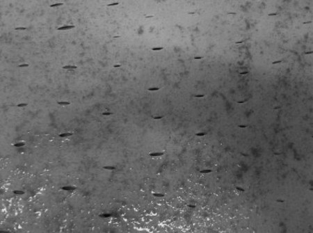 Fig. 6Large sheet of homograft with autogenous microskin with dermal side upwards.