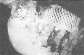 gr0000044.jpg (6408 byte)