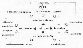 Fig. 1 Processus physiopathologique de Hmmunosuppression chez le brúlé.