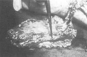 gr0000023.jpg (6946 byte)