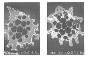 Fig. 2 Cross-sectional view of PIV[XT (left) and control (carrier) (right).