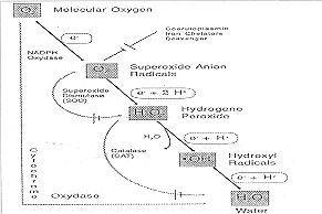 Fig. 1 - The normal and monovalent pathway for reduction for molecular oxygen and the enzymatic defence mechanisms detoxifying the radicat intermediates.