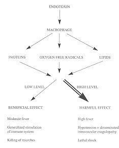 Fig. 2 - Effect of endotoxin.