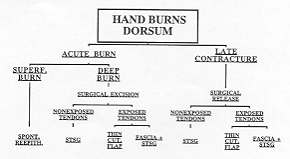Fig. 3 - Algorithm: dorsurn of the hand burns.