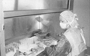 Fig. 3 - Preparing donor skin in laminar airflow unit