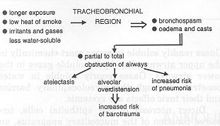Fig. 2Tracheobronchial region - pathophysiology; respiratory insuficiency 3rd - 7th day postburn.