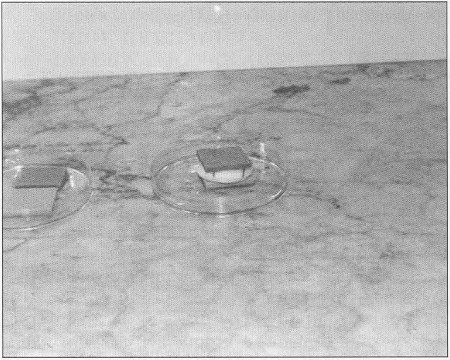 Fig. 1In vitro study. A now model of experimental wound.