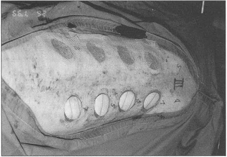 Fig. 3Animal experiment. The defects on the left side were covered with conventional dressings, those on the right side with the interactive dressings..