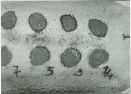 Fig. 6Fourteen days after surgical procedure. Evaluation of healing process. The defects orthc,ightsidc,c,eb-ded with odd numbers. The view before planimetry measurement.