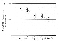 Fig(1): Time course of neutrophil (PML) expression of Fcg RIII (A), CRI (B) and CRIII (C) in burn patients as determined by indirect immunofluorescence and FCM.The results are expressed as the percentage of the fluorescence obtained with PMLs from normal soggets in parallel measurements.The results are given as the mean SEM and the significance of difference between the patients and the controls is indicated as *p<0.05, **p<0.01.
